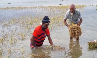বৃষ্টি আর পাহাড়ি ঢলে হাকালুকির পানিতে ভাসছে কৃষকের স্বপ্ন